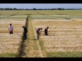 Essais de céréales à paille