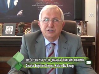 Ereğlideki 550 Yıllık Çınarlar Görkemini Koruyor 17.11.2011