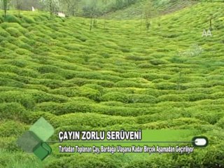 Çayın Zorlu Serüveni 18.11.2011