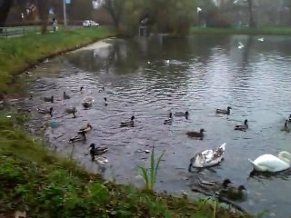 Potok Jelitkowski karmienie kaczek