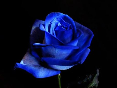 ELİF REYYA NAZ-FEYZ KARİHA ÖPSENE ALNIMDAN SENİ