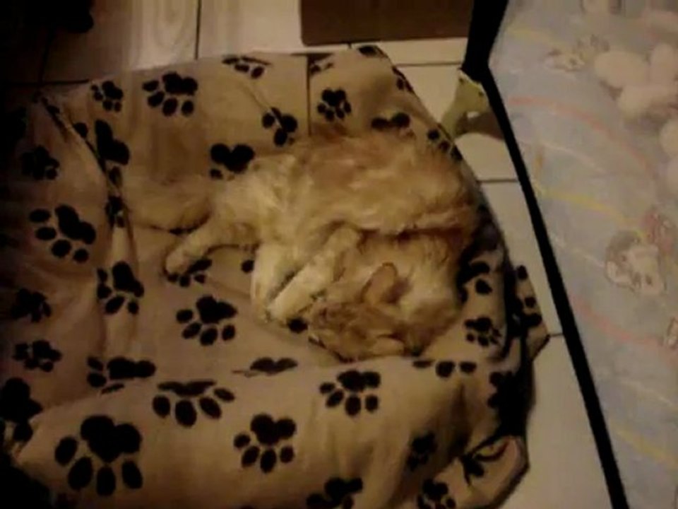 Cosmos et le jouet à la Valériane