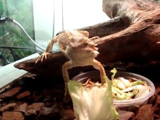 pogona mange de la salade