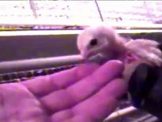 Caméra cachée chez un fournisseur d'oeufs de McDonald's