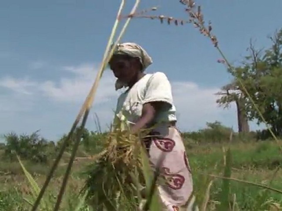 Madagascar: protegiendo a los baobabs