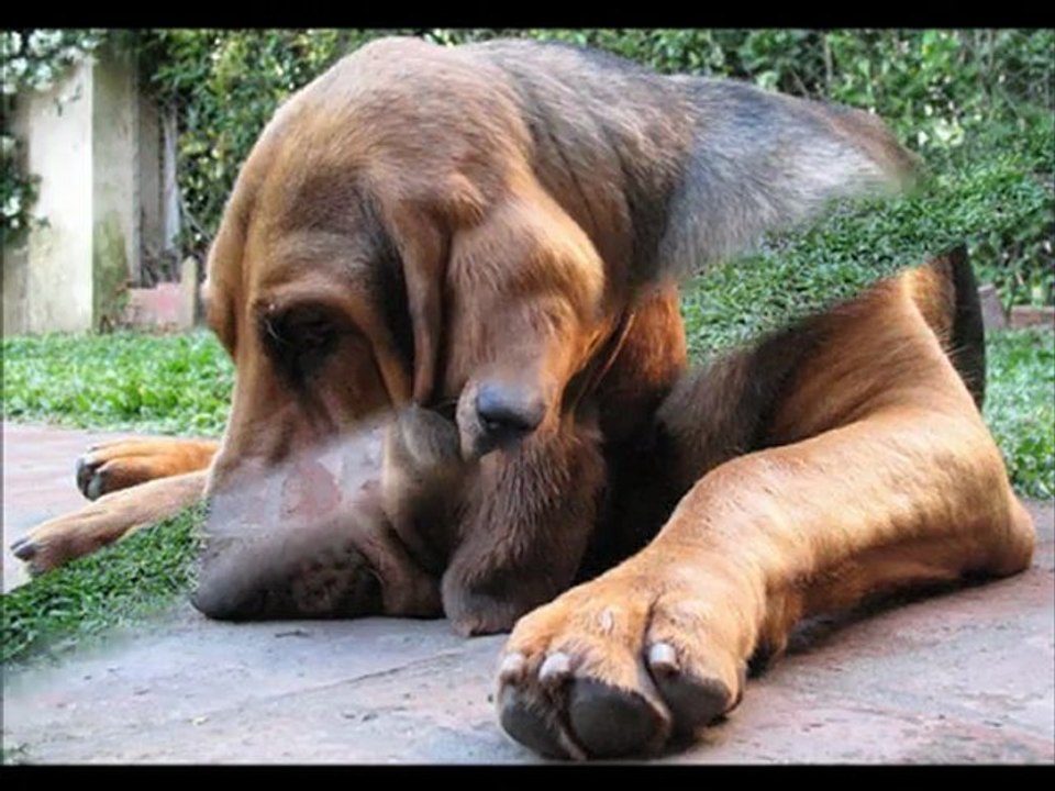 Types Of Dog Breed