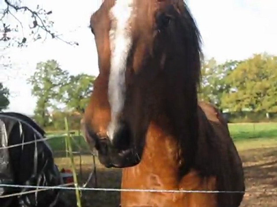 Lou' - Quand une jument passe... ^^