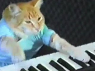 Play Him Off, Keyboard Cat! (balls)