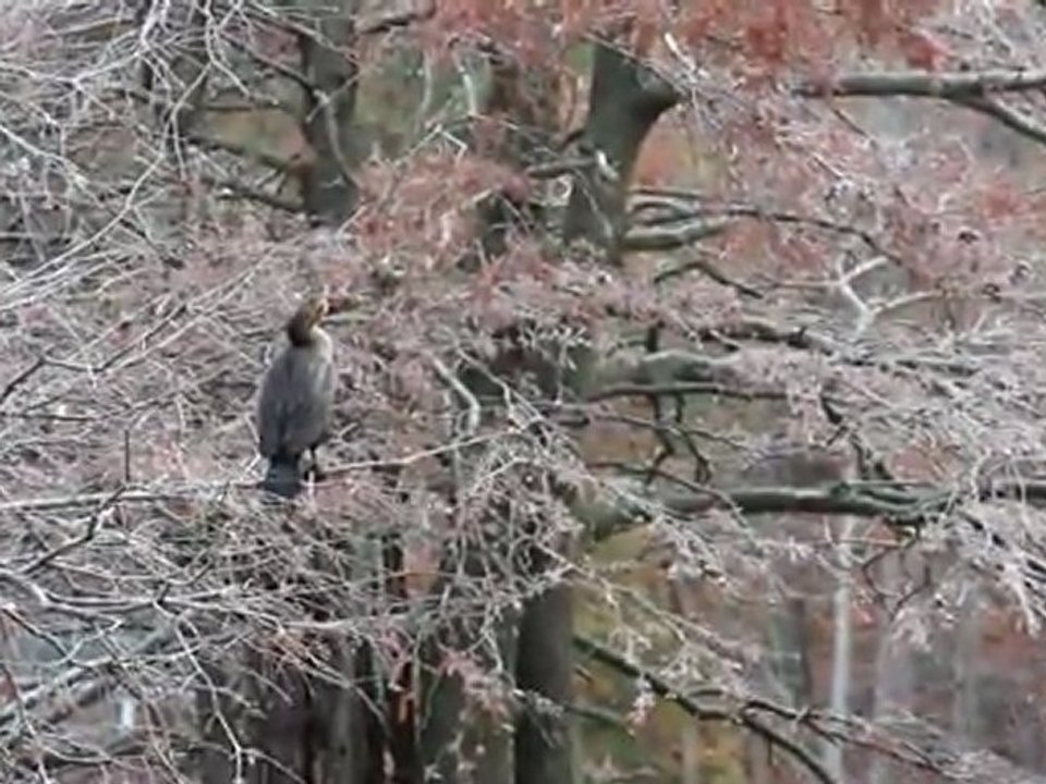 Cormorant