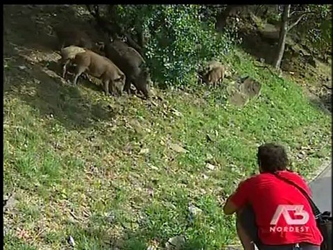 CINGHIALI: LE PROPOSTE DELLA PROVINCIA