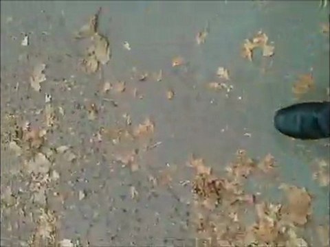 Żółty jesienny liść