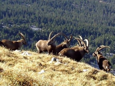 Geocaching : FTF à la tête des chaudières (Vercors - France)