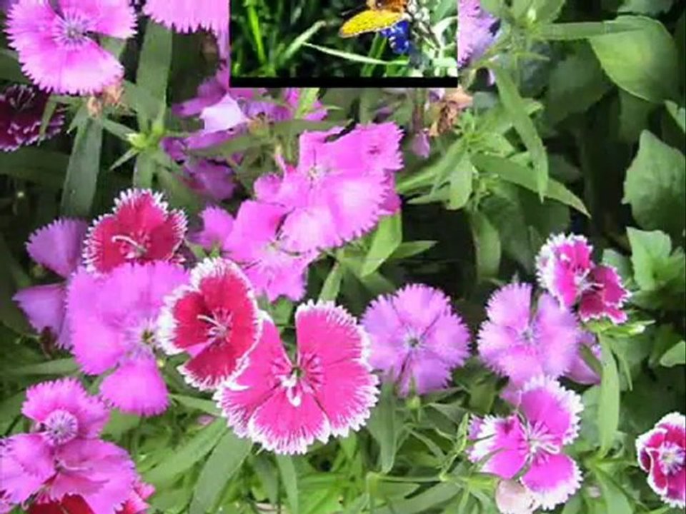 Ali Aksoy : ÇİÇEKTEN HARMAN OLMAZ