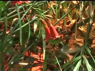 COLIBRI', UNA STRAGE ANNUNCIATA