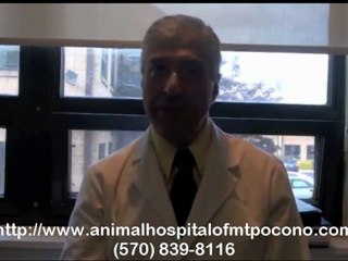 First Visit to A Vet for Puppy and Kitten in Mt. Pocono