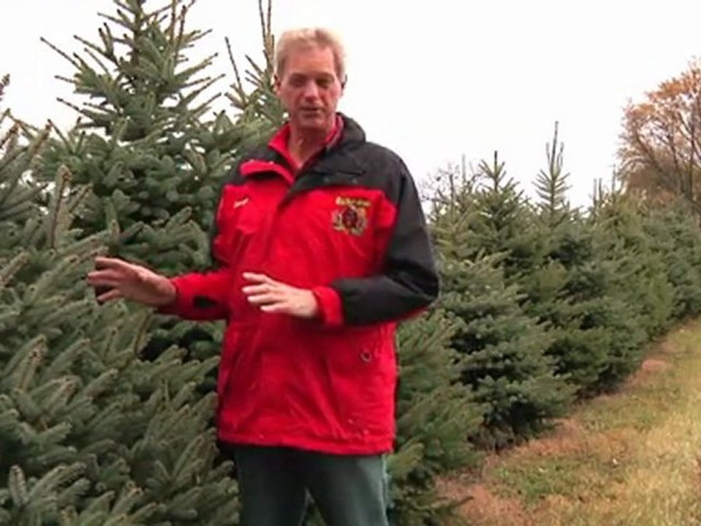 ⁣Learn About Types of Christmas Trees