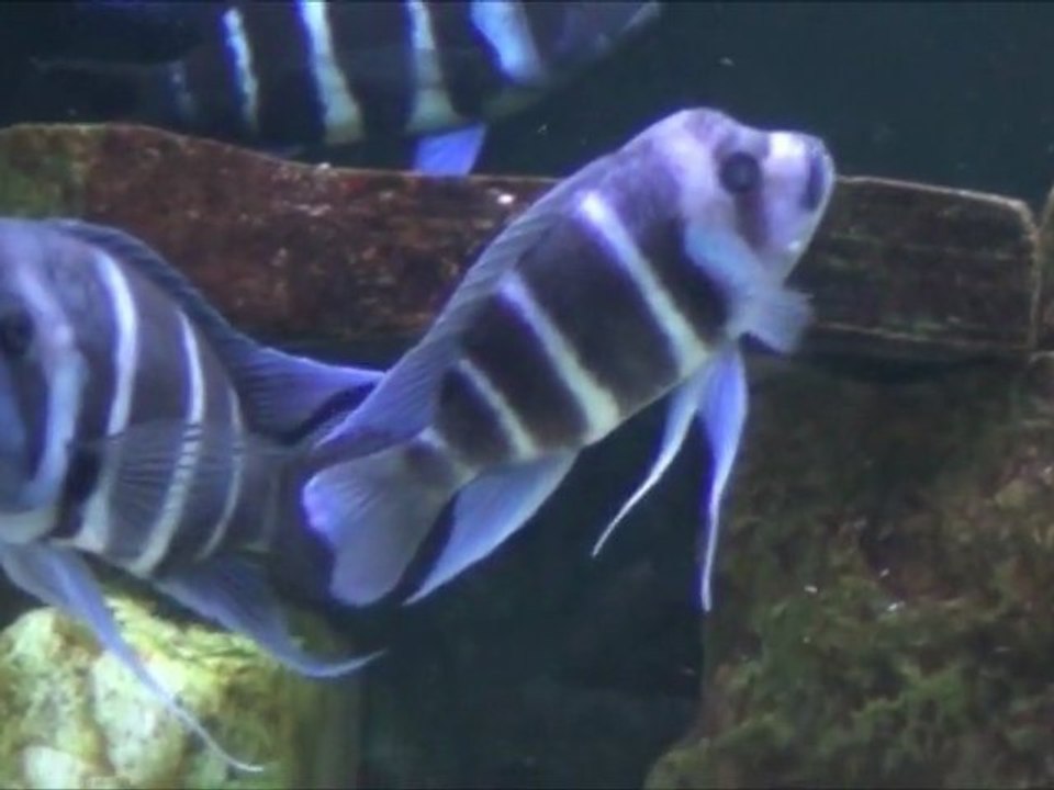 2011-11-18 - Cyphotilapia gibberosa (Kapampa) Wild