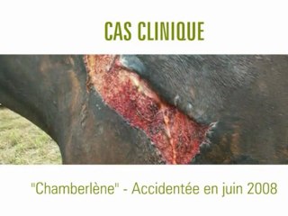 Les vertus cicatrisantes de l'Aloe vera