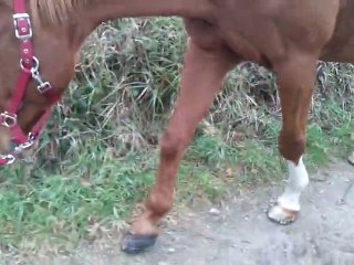 démarche gerfaut avec ses nouveaux fers