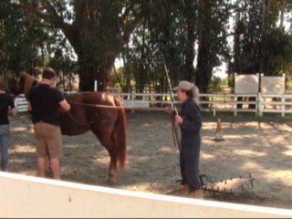 UCS 24.22 Morgan Mare Eve Harness Pull Training For Farming