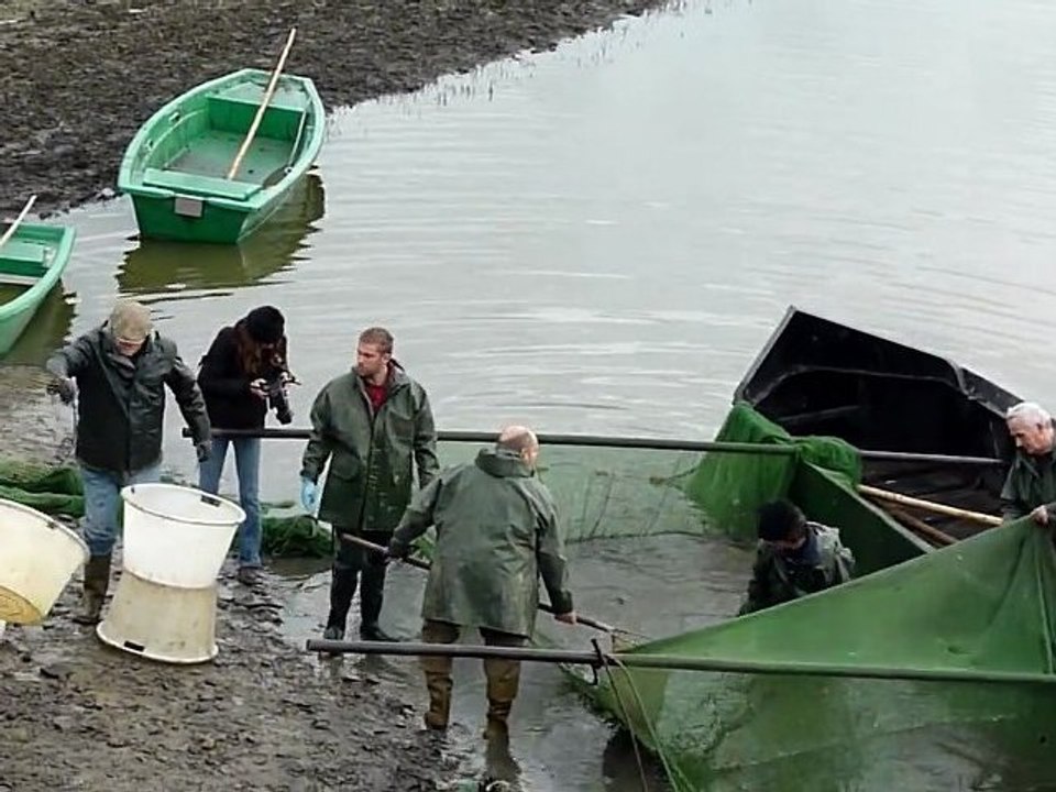 Grande pêche, étang de Lindre, 19 novembre 2011