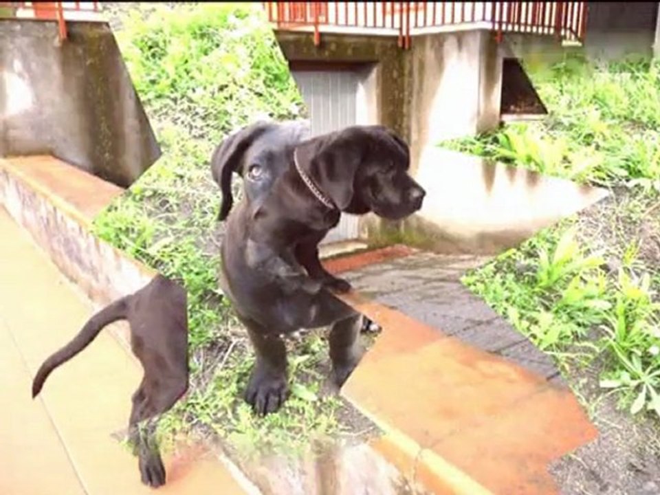 Ira, cane corso 3-4 mesi
