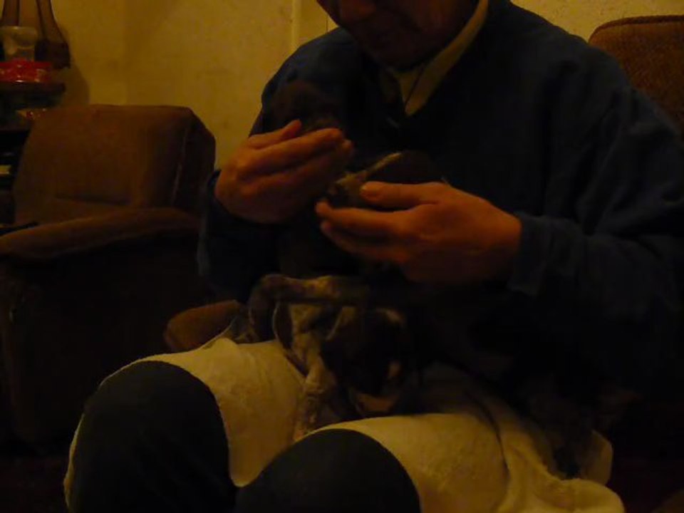 REPAS VIANDE POUR CHIOTS BRAQUE ALLEMAND CHAMPREVAL