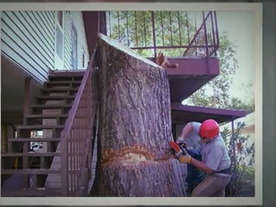 Austin Tree Removal Service|(512) 731-8956