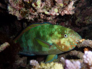 Sortie Aquanature avec APNEA,  ponte corail 15nov. 2011