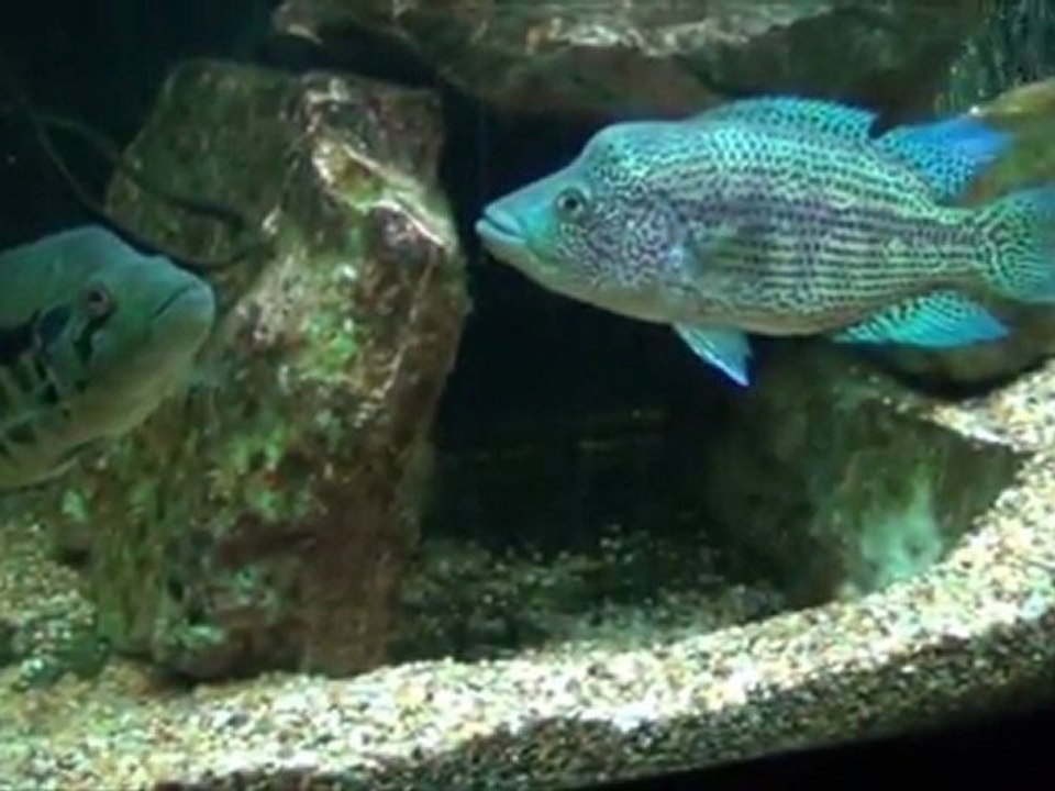 2011-11-19 - My Fishroom