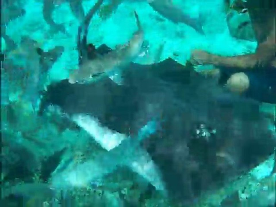 Lagoonarium