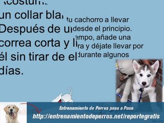 Como Educar un Perro y Como Adiestrar a un Perro