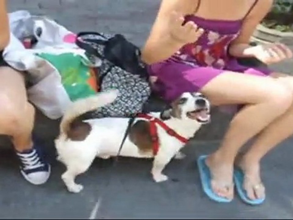 65-Komik Jack Russell trying to pick up Top Models no success.FUNNY - Rus Mankenler Capkin Cukulat i kovuyor