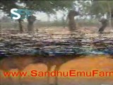 Sandhu Emu Farms (Doordarshan Jalandhar-MERA PIND MERE KHET)
