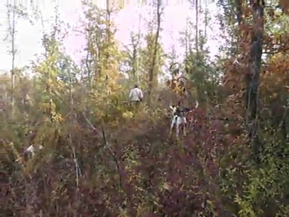 Vénerie du lièvre : la quête du défaut  (Gers)