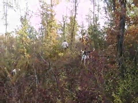 Vénerie du lièvre : la quête du défaut (Gers)