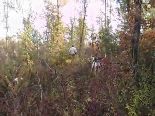 Vénerie du lièvre : la quête du défaut  (Gers)