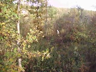 Vénereie du lièvre :  la quête du défaut (2)