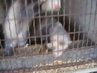 Les furets du bois joli  (Gers)