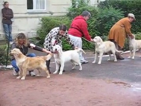 Nationale d'élevage à Roiffé 11-9-2011 classe Puppy Femelle