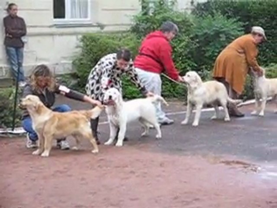 Nationale d'élevage à Roiffé 11-9-2011 classe Puppy Femelle