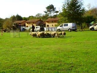 croisé berger basque Pastor Stage troupeau Lalande