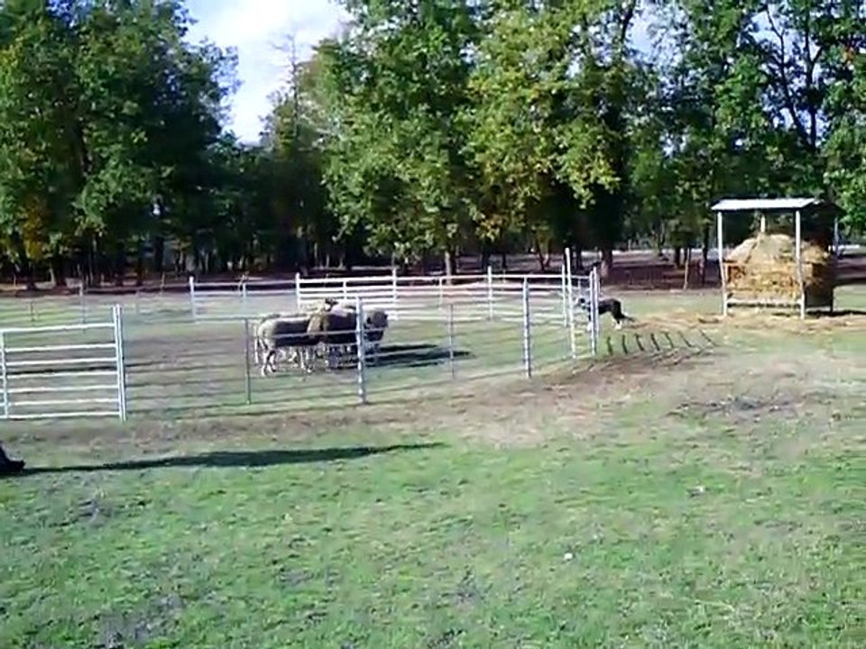 Gap à Eric stage troupeau Lalande