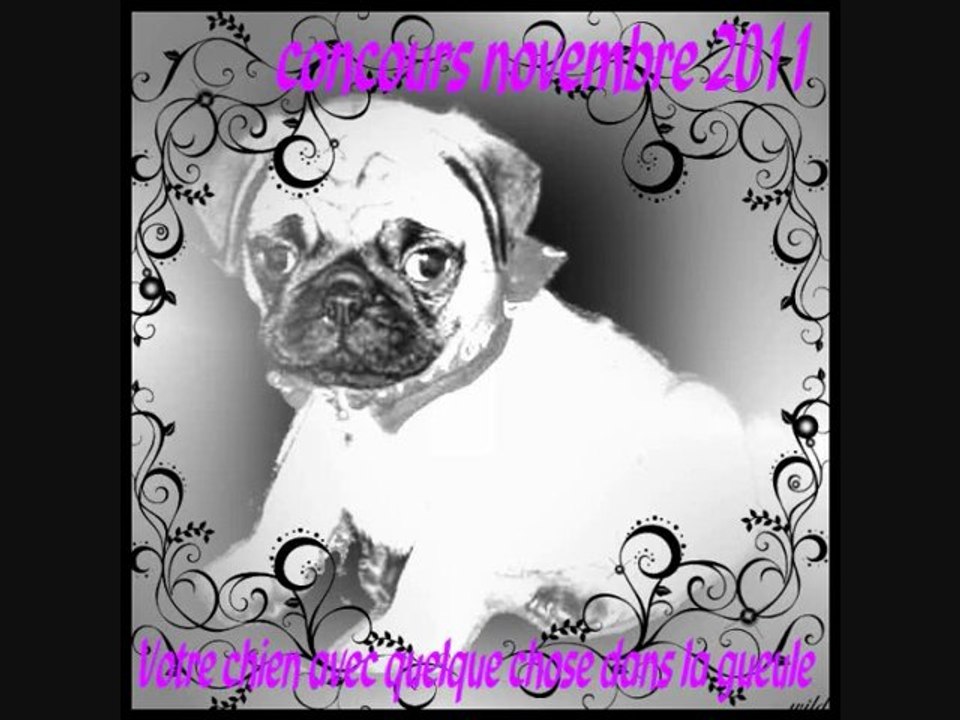 concours photos novembre 2011