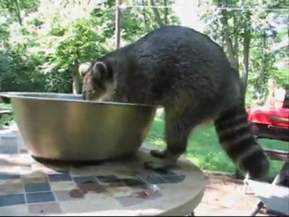 Raton-laveur apprenti pêcheur