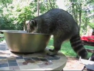 Raton-laveur apprenti pêcheur