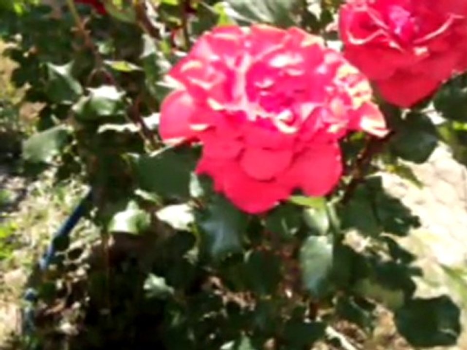 Nedim varol, Tufanbeyli,  Ayvat  köyü,   (tahrana. 2011)