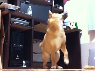 Shiba Inu Puppy: Ponta's Tricks