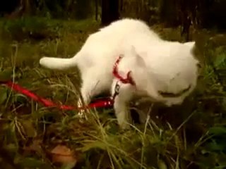 Acı Yiyen Kedinin Komik İfadesi