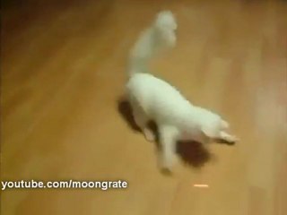 Komik Kedi Kırmızı Lazerin Peşinde